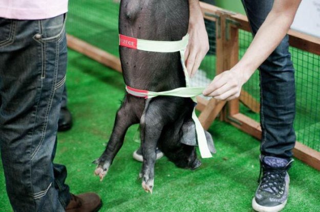 ��������� ����������� ���� 2010