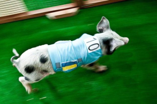 ��������� ����������� ���� 2010