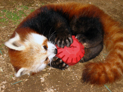 Малая панда (Красная панда)
