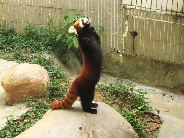 Малая панда (Красная панда)