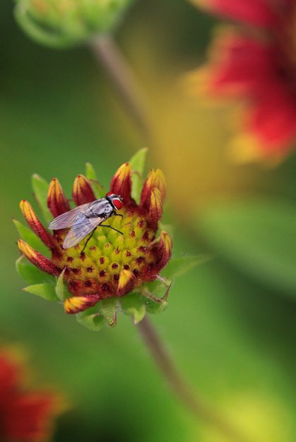 Удивительные насекомые от Pei Ling