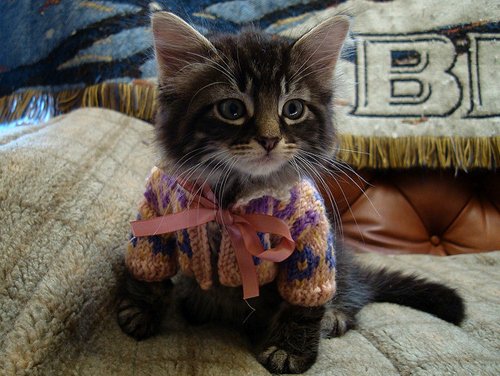 Котики в свитерах