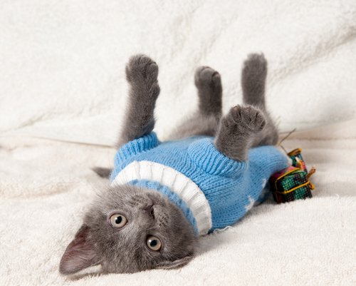 Котики в свитерах