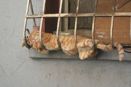Коты могут спать где угодно...