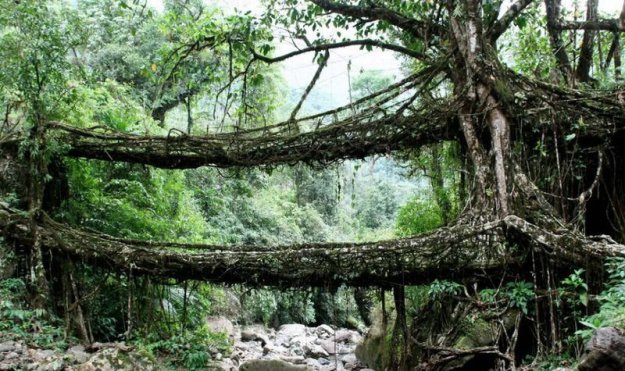 Мост из деревьев племени хаси