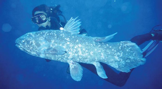 Топ-10 самых причудливых рыб мирового океана