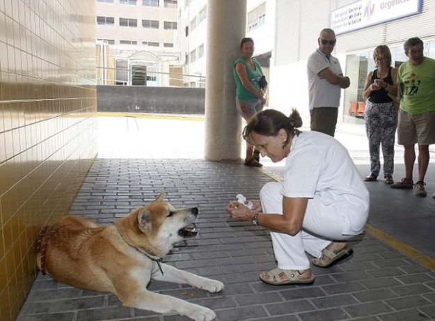 Собака 6 дней ждала хозяйку у дверей больницы