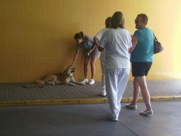 Собака 6 дней ждала хозяйку у дверей больницы