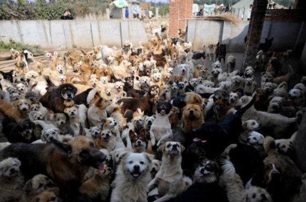 1500 собак и 200 кошек
