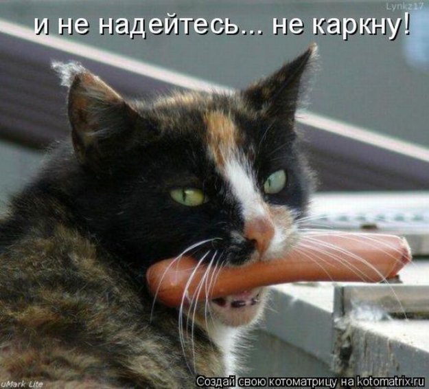 Веселые котоматрицы)