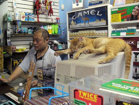 Коты в магазинах