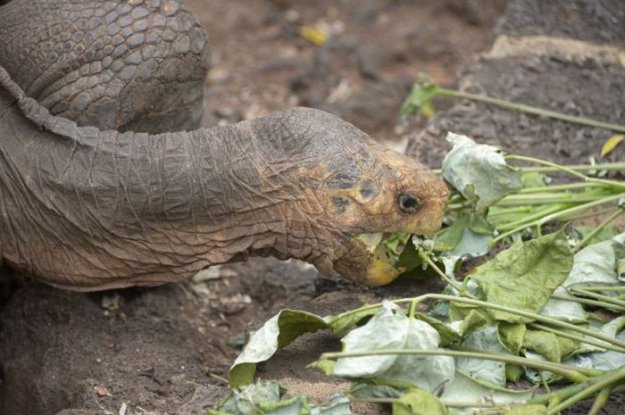100-летний самец черепахи спас от вымирания свой подвид