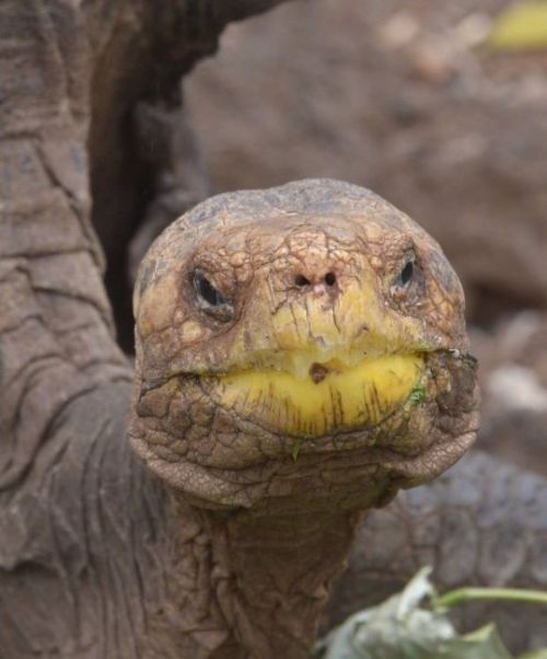 100-летний самец черепахи спас от вымирания свой подвид