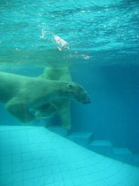 Подводные медведи.