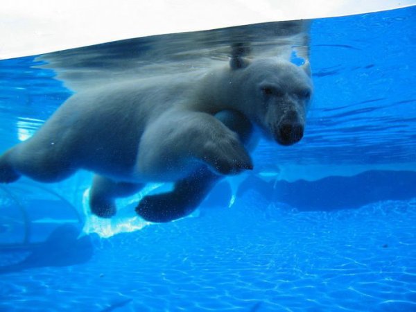 Подводные медведи.