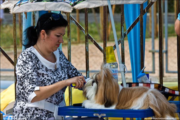 Выставка собак  в Севастополе