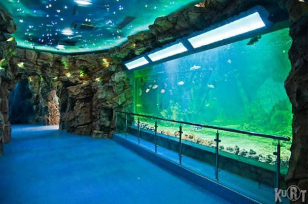 В Москве открылся первый океанариум