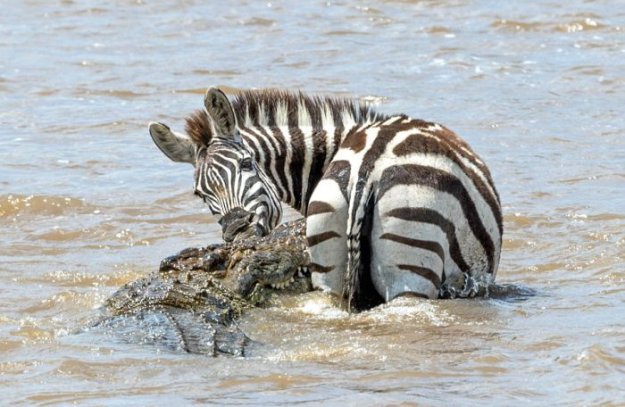 Храбрая зебра спаслась от крокодила