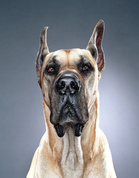 Портреты собак