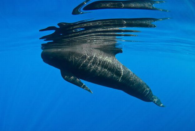 Улыбчивые киты