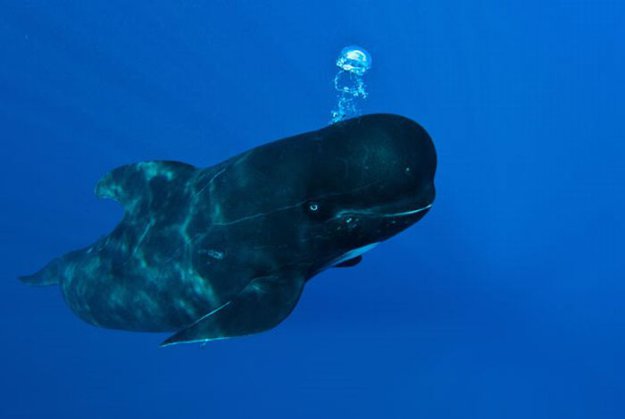Улыбчивые киты