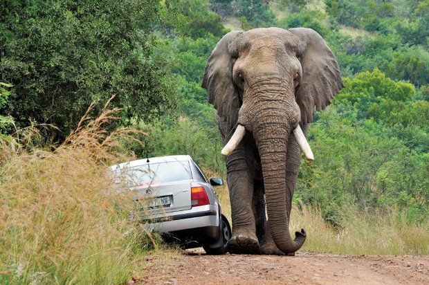 Не зли слона автомобилем