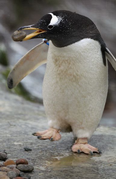Жилищная программа для пингвинов
