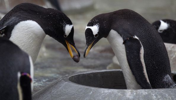 Жилищная программа для пингвинов