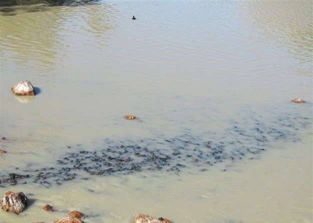 Река Купер-Крик - лучшее место для ловли раков ...