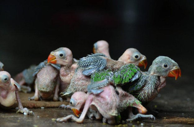 Охота на птенцов попугаев в Индии...