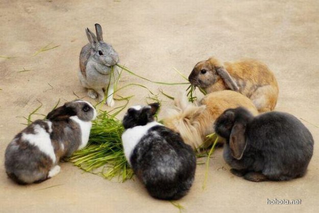 Кролики во всей красе