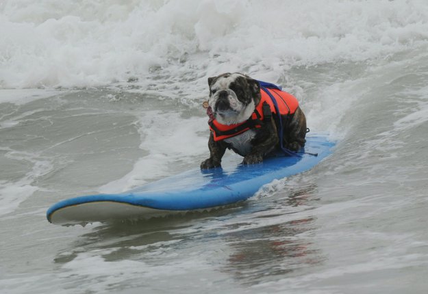 Турнир по серфингу среди собак