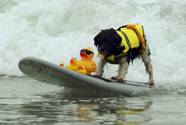 Турнир по серфингу среди собак