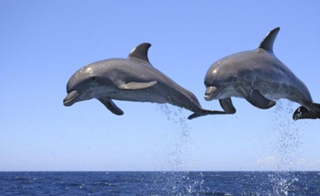 О дельфинах