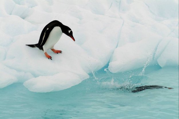 Антарктида и пингвины