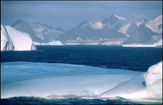 Антарктида и пингвины