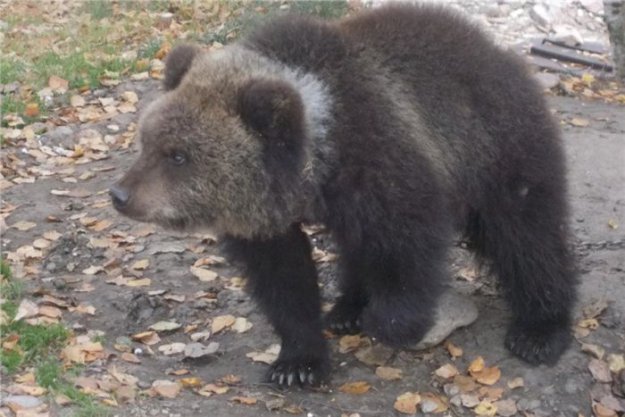 В Красноярском крае медвежонка Машу продают на интернет-аукционе за один рубль
