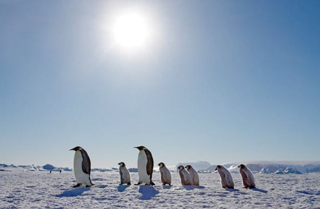 В гости к императорским пингвинам