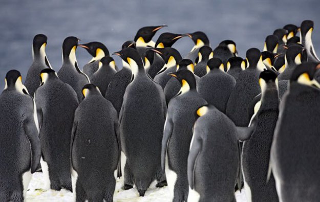В гости к императорским пингвинам