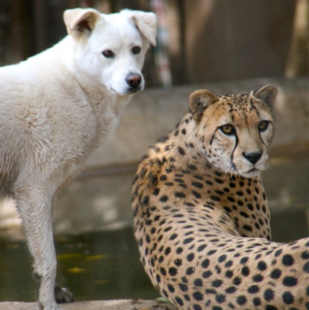 Пес и гепард лучшие друзья ...