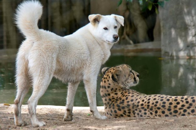 Пес и гепард лучшие друзья ...