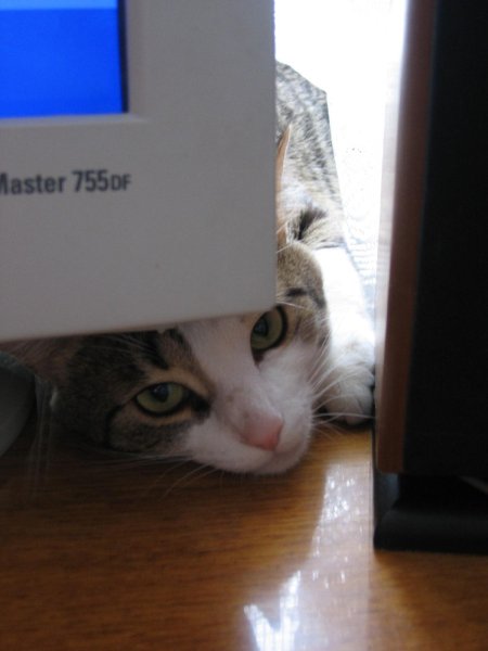 Компьютерные кошки.
