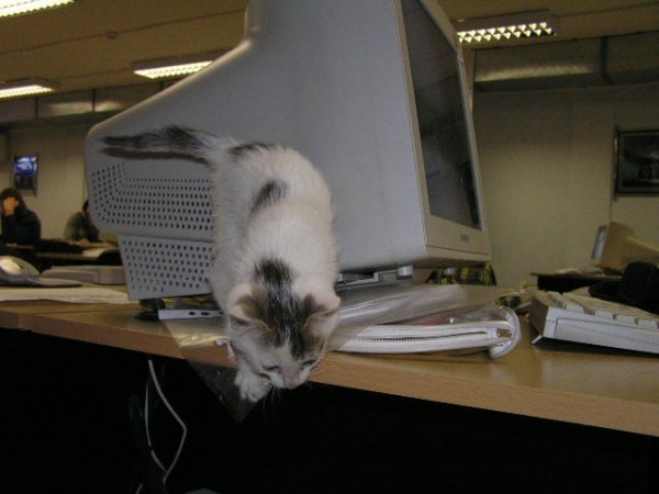 Компьютерные кошки.
