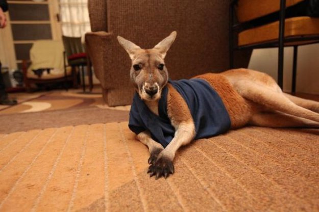 Домашний кенгуру почти что стал человеком