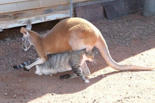 Домашний кенгуру почти что стал человеком