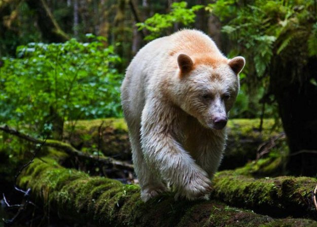 Бурый медведь-альбинос