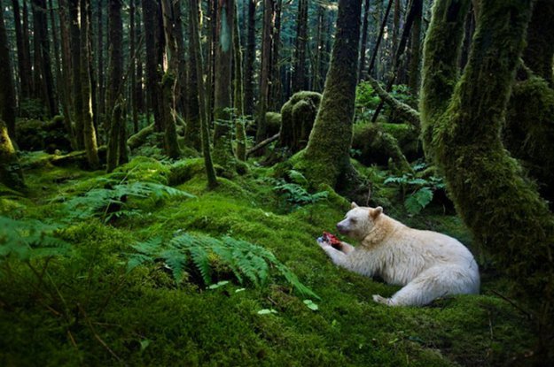Бурый медведь-альбинос