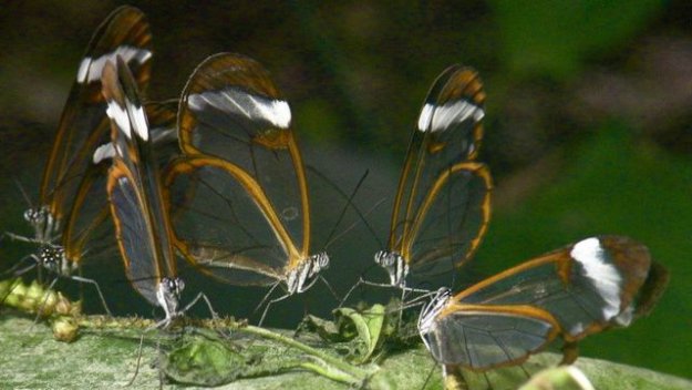 Удивительные бабочки