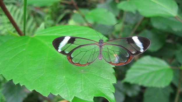 Удивительные бабочки