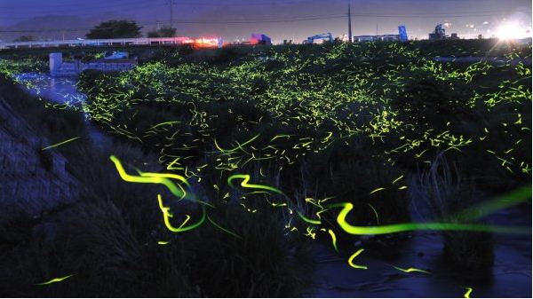Невероятные фото светлячков